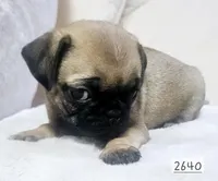 Fawn, a female Pug for sale in Dexter, KS – Photo 1 of 5