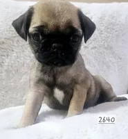 Fawn, a female Pug for sale in Dexter, KS – Photo 4 of 5