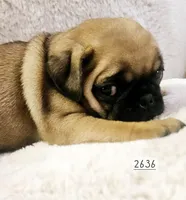 Apricot , a female Pug for sale in Dexter, KS – Photo 2 of 5