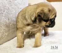 Apricot , a female Pug for sale in Dexter, KS – Photo 5 of 5