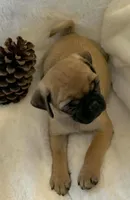 Lysandra , a female Pug for sale in Dexter, KS – Photo 2 of 3