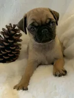 Lysandra , a female Pug for sale in Dexter, KS – Photo 1 of 3