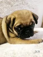 Apricot , a female Pug for sale in Dexter, KS – Photo 1 of 5