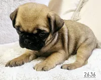 Apricot , a female Pug for sale in Dexter, KS – Photo 3 of 5