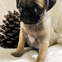 Nehemia, a female Pug for sale in Dexter, KS – Photo 2 of 4