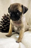 Nehemia, a female Pug for sale in Dexter, KS – Photo 2 of 4