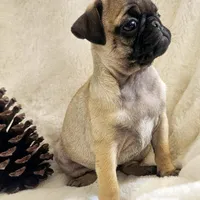 Nehemia, a female Pug for sale in Dexter, KS – Photo 3 of 4