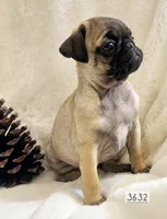 Nehemia, a female Pug for sale in Dexter, KS – Photo 3 of 4
