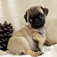 Nehemia, a female Pug for sale in Dexter, KS – Photo 1 of 4