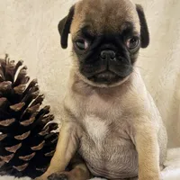 Nehemia, a female Pug for sale in Dexter, KS – Photo 4 of 4