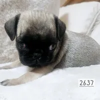 Fawn, a male Pug for sale in Dexter, KS – Photo 3 of 3