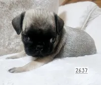 Fawn, a male Pug for sale in Dexter, KS – Photo 3 of 3