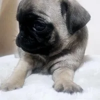 Fawn, a male Pug for sale in Dexter, KS – Photo 2 of 3