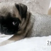 Fawn, a male Pug for sale in Dexter, KS – Photo 1 of 3