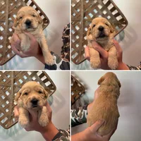Honey, a female Goldendoodle for sale in Warsaw, IN – 2 of 5