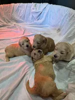 Honey, a female Goldendoodle for sale in Warsaw, IN – 5 of 5