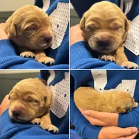 Honey, a female Goldendoodle for sale in Warsaw, IN – 3 of 5