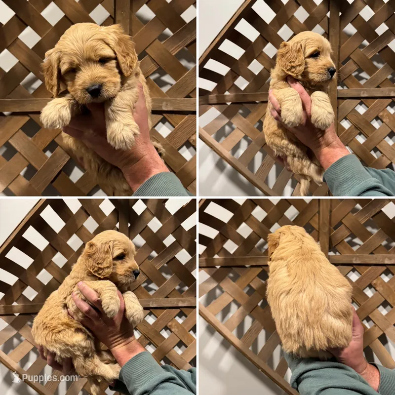 Honey – Goldendoodle puppy for sale in Warsaw, IN