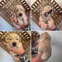 Aspen, a female Goldendoodle for sale in Warsaw, IN – 2 of 5