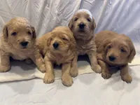 Honey, a female Goldendoodle for sale in Warsaw, IN – 4 of 5