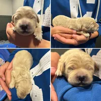 Aspen, a female Goldendoodle for sale in Warsaw, IN – 3 of 5