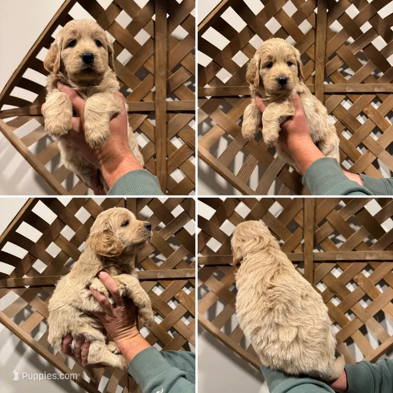 Aspen – Goldendoodle puppy for sale in Warsaw, IN
