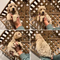 Aspen, a female Goldendoodle for sale in Warsaw, IN – 1 of 5