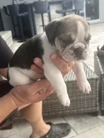 Layla, a female English Bulldog for sale in Brooksville, FL – 3 of 4
