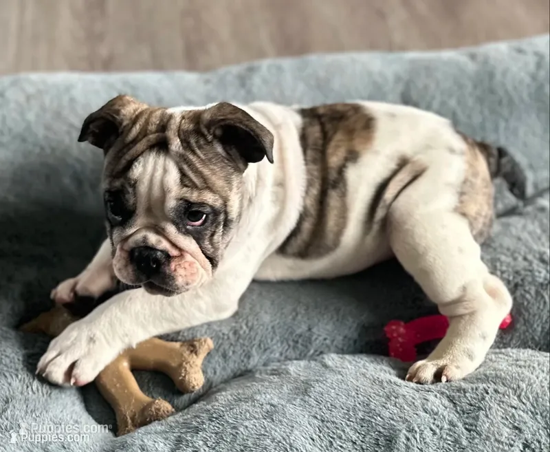 Lollie – English Bulldog puppy for sale in Brooksville, FL