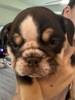 Hershey, a male English Bulldog for sale in Brooksville, FL – 2 of 8