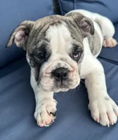 Lollie, a female English Bulldog for sale in Brooksville, FL – 8 of 10