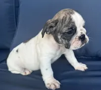 Lollie, a female English Bulldog for sale in Brooksville, FL – 8 of 10