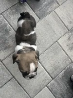 Ginger, a female English Bulldog for sale in Brooksville, FL – 4 of 5