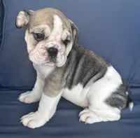 Layla, a female English Bulldog for sale in Brooksville, FL – 7 of 10