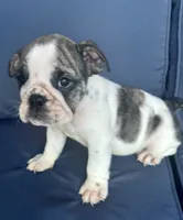 Lollie, a female English Bulldog for sale in Brooksville, FL – 4 of 10