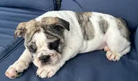 Lollie, a female English Bulldog for sale in Brooksville, FL – 6 of 10