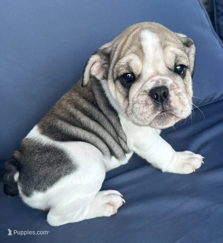 Layla – English Bulldog puppy for sale in Brooksville, FL