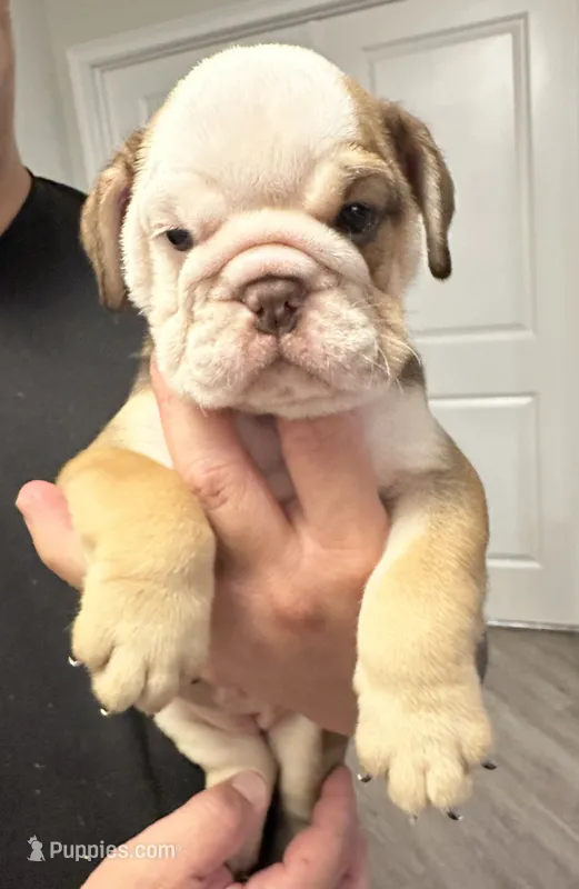 Latte – English Bulldog puppy for sale in Brooksville, FL