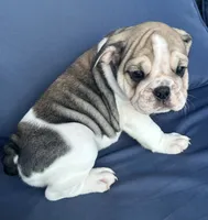 Layla, a female English Bulldog for sale in Brooksville, FL – 10 of 10