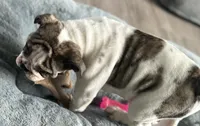 Lollie, a female English Bulldog for sale in Brooksville, FL – 5 of 10