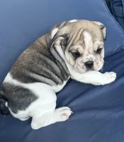 Layla, a female English Bulldog for sale in Brooksville, FL – 4 of 10