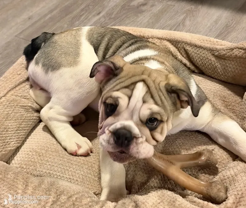 Layla – English Bulldog puppy for sale in Brooksville, FL