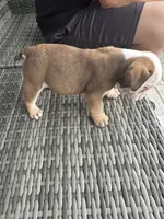 Latte, a female English Bulldog for sale in Brooksville, FL – 1 of 2