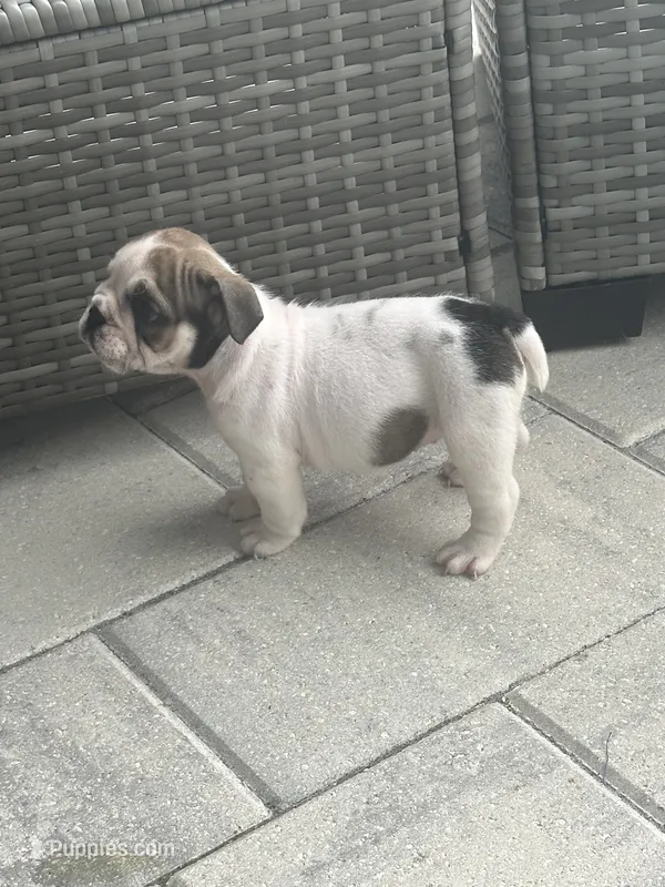 Priscilla – English Bulldog puppy for sale in Brooksville, FL