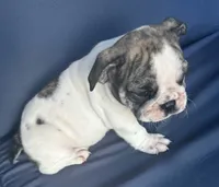 Lollie, a female English Bulldog for sale in Brooksville, FL – 9 of 10