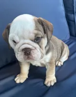 Latte, a female English Bulldog for sale in Brooksville, FL – 7 of 10