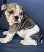 Layla, a female English Bulldog for sale in Brooksville, FL – 9 of 10