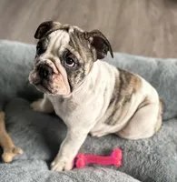 Lollie, a female English Bulldog for sale in Brooksville, FL – 2 of 10