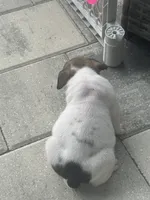 Priscilla, a female English Bulldog for sale in Brooksville, FL – 2 of 3