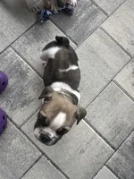 Ginger, a female English Bulldog for sale in Brooksville, FL – 5 of 5